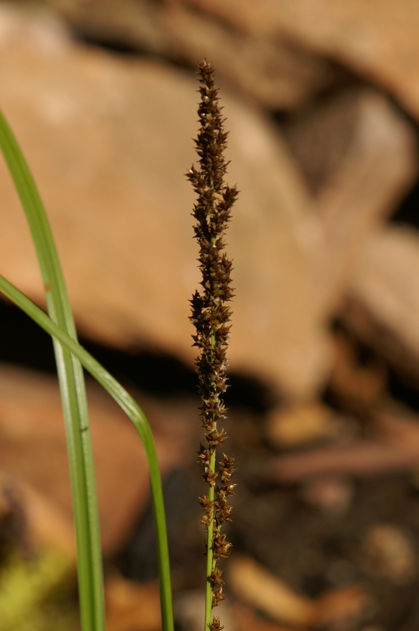 Carex appressa